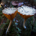 Fabulous fungi