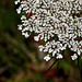 Queen Anne's Lace