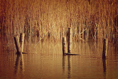 Reeds, ripples and reflections