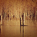 Reeds, ripples and reflections