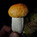 Memories of mushrooms