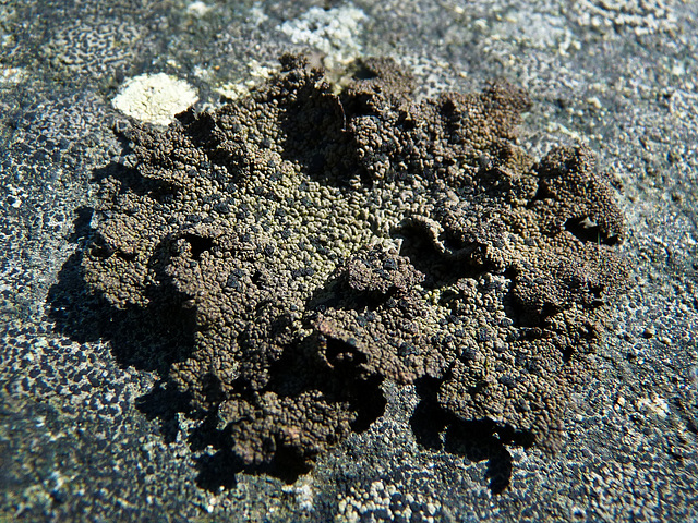 Lichen on rock