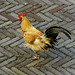 Rooster safely on the ground