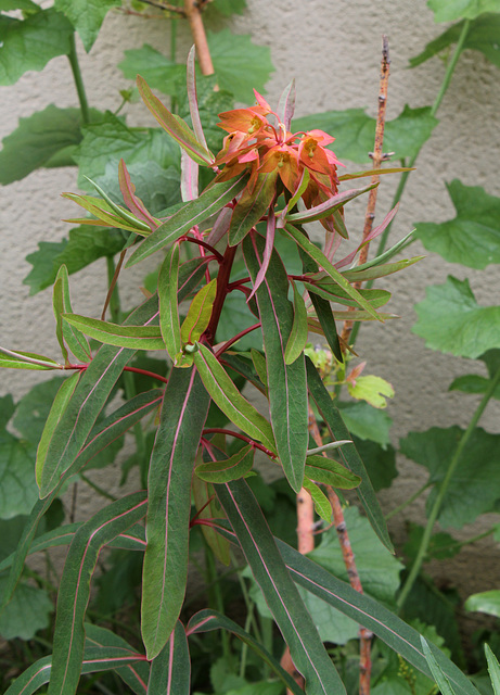 Euphorbia griffithii (2)