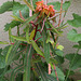 Euphorbia griffithii (2)
