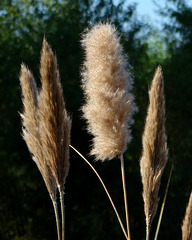 Fluffy Seed Heads