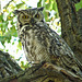 Great Horned Owl - for Douglas.Brown : )