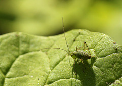 Patio Life: Speckled Bush-cricket Nymph
