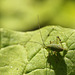 Patio Life: Speckled Bush-cricket Nymph