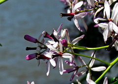 Chinaberry Flowers