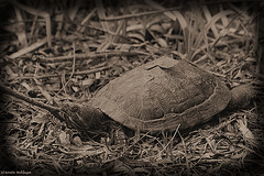 Sonnenbadende Schildkröte (Tierpark Schwaigern)