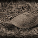 Sonnenbadende Schildkröte (Tierpark Schwaigern)
