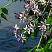 Chinaberry Flowers