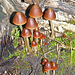 A sprinkling of mushrooms