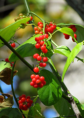 Greenbriar Berries