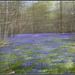 Abstract Bluebell Woods