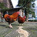 Roosters at lunch