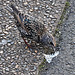 Starling eating something from the street