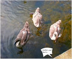 The Swan Family.....(2)