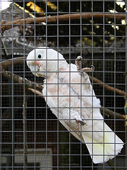 Kakadu (Tierpark Schwaigern)