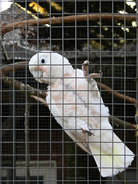 Kakadu (Tierpark Schwaigern)
