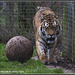 Tiger, Marwell Zoo
