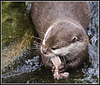 Otter - Marwell Zoo