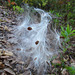 Butterfly Weed Seeds