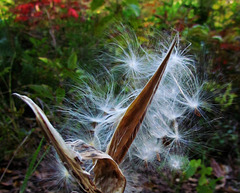 Butterfly Weed Seed Pod