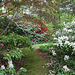 Rhododendron Heaven