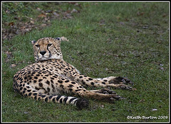 Cheetah, Marwell Zoo