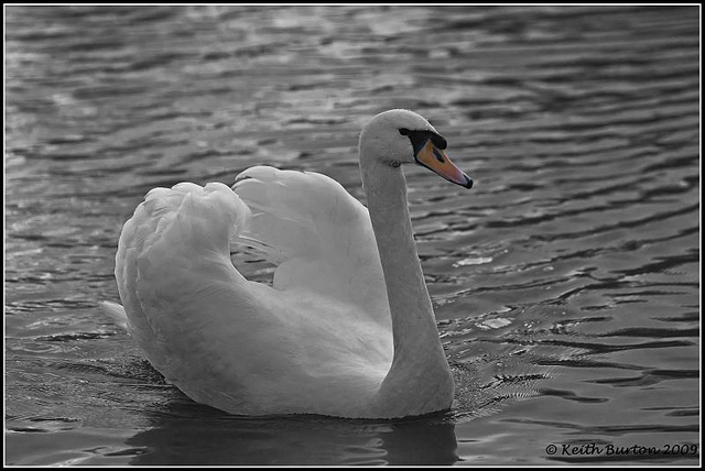 Simply a swan