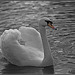 Simply a swan