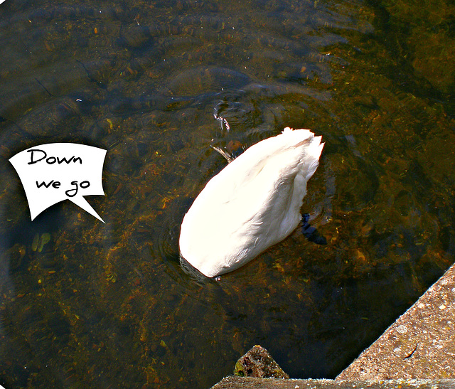 The Swan Family...(4)