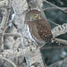 Northern Pygmy Owl 5
