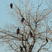 Five Bald Eagles & a Raven