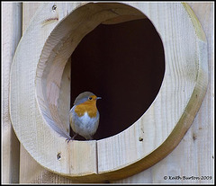 Blimey, this nestbox is huge!!