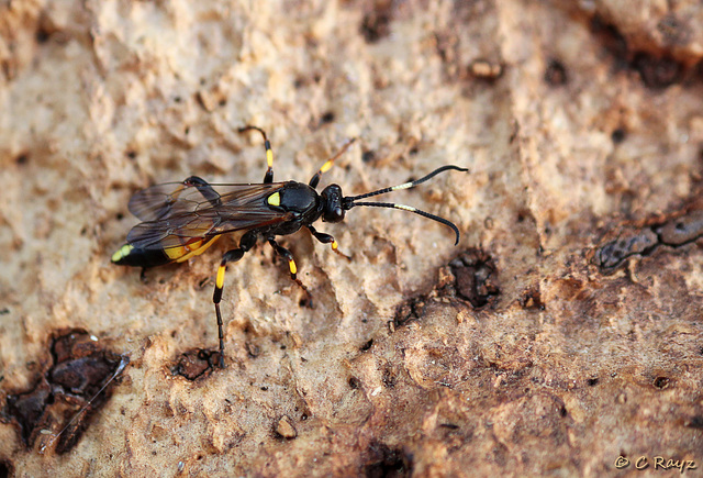 Patio Life: Unknown Wasp