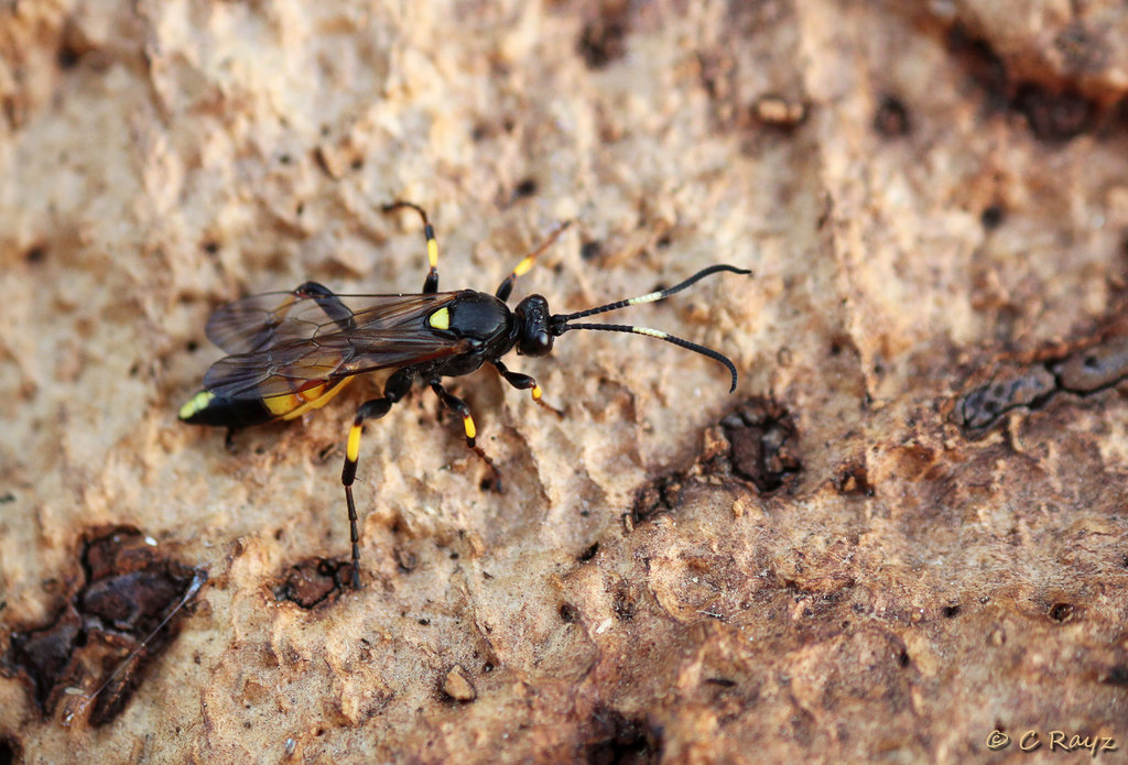 Patio Life: Unknown Wasp