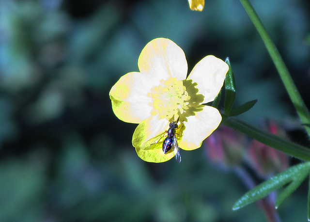 Buttercup with Hoverfly