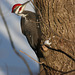 grand pic/pileated woodpecker