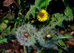Dandelion Flower and Seeds