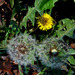 Dandelion Flower and Seeds