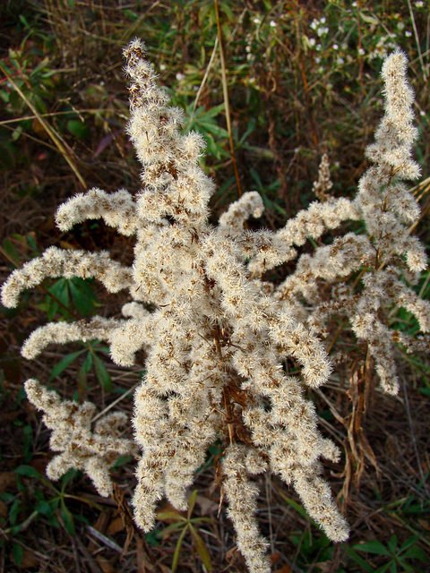 Goldenrod Seed