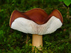 A rollercoaster mushroom
