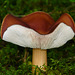A rollercoaster mushroom
