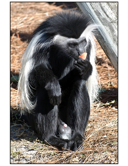 Colobus With Fruit