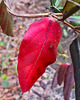 Honeysuckle Leaf
