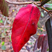 Honeysuckle Leaf