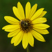 Bee on wild Sunflower